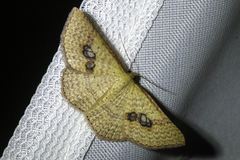 Epicyme rubropunctaria