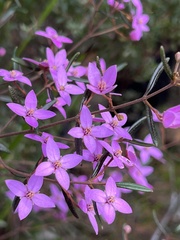 Boronia ledifolia