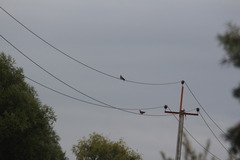 Streptopelia orientalis