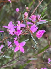 Boronia ledifolia