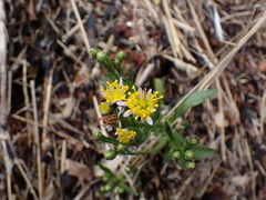 Tripolium pannonicum