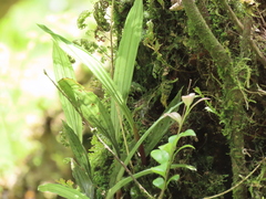 Tainia dunnii