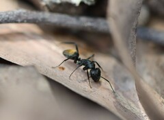 Camponotus aeneopilosus