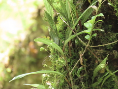 Tainia dunnii