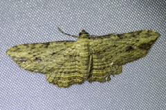 Xanthorhoe