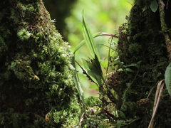 Tainia dunnii