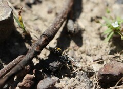 Camponotus aeneopilosus