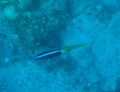 Parupeneus barberinoides