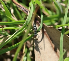 Camponotus aeneopilosus