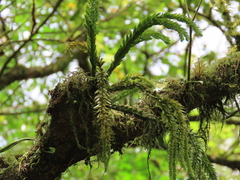 Phlegmariurus fordii