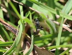 Camponotus aeneopilosus