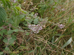 Menthinae