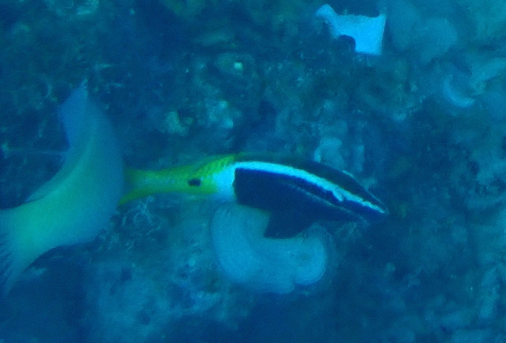 Bicolor goatfish