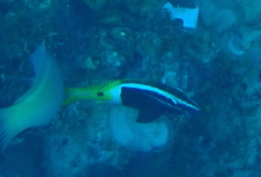 Parupeneus barberinoides