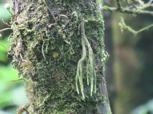 Huperzia fargesii iNat (2)
