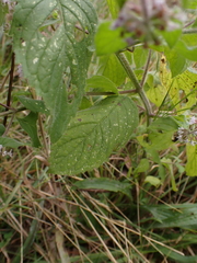 Menthinae