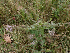Menthinae