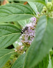 Chlorophorus macaumensis