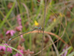 Lestes virens
