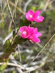 Boronia serrulata