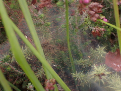 Tetranychus lintearius