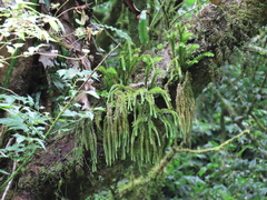 Phlegmariurus fordii