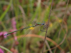 Lestes virens