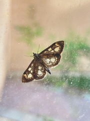 Anania coronata