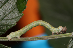 Biston betularia