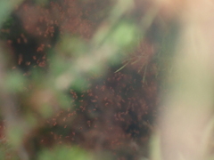 Tetranychus lintearius