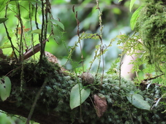 Platanthera stenoglossa