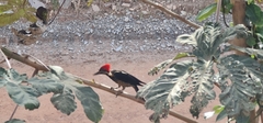 Dryocopus lineatus