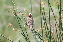 Quelea quelea lathamii