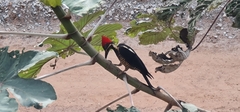 Dryocopus lineatus