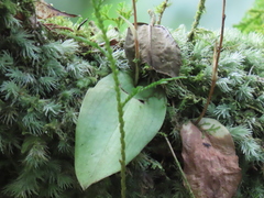 Platanthera stenoglossa