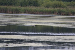 Podiceps cristatus