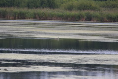 Podiceps cristatus