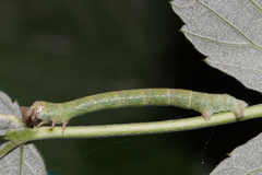 Biston betularia