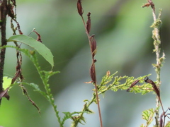 Platanthera stenoglossa