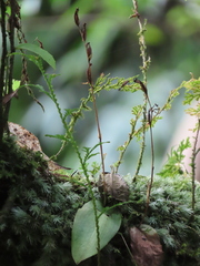 Platanthera stenoglossa