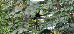 Ramphastos tucanus