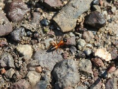 Opisthopsis rufithorax