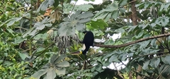 Ramphastos tucanus