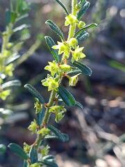 Phyllanthus hirtellus