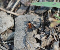 Opisthopsis rufithorax