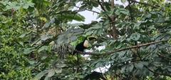 Ramphastos tucanus