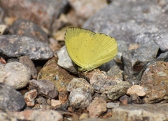 Eurema