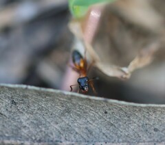 Opisthopsis rufithorax