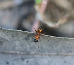 Opisthopsis rufithorax