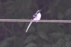 Enicurus schistaceus